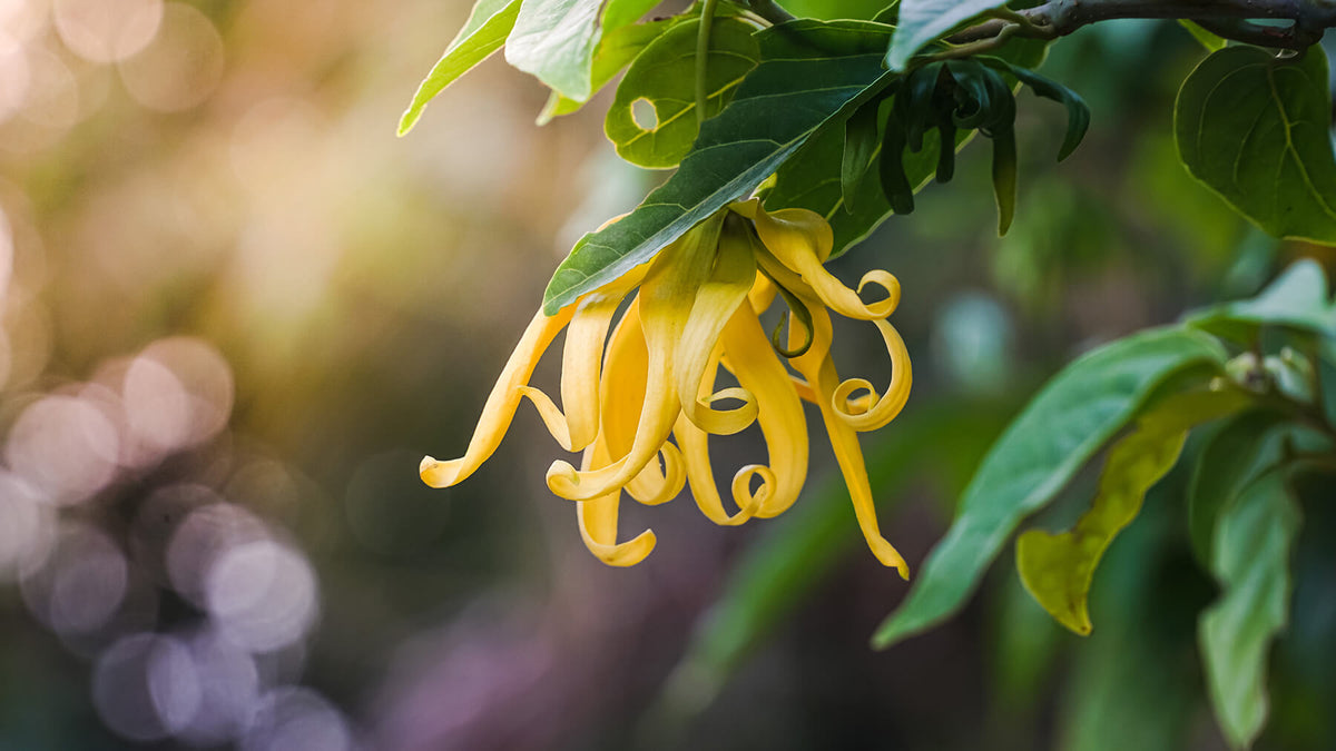 doTERRA Ylang Ylang