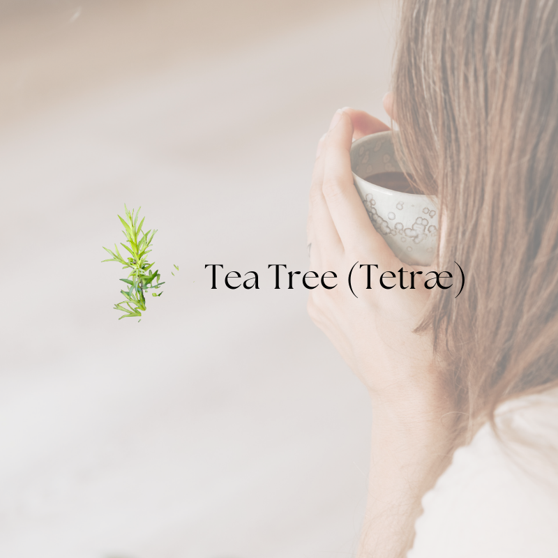 doTERRA Tea Tree Touch